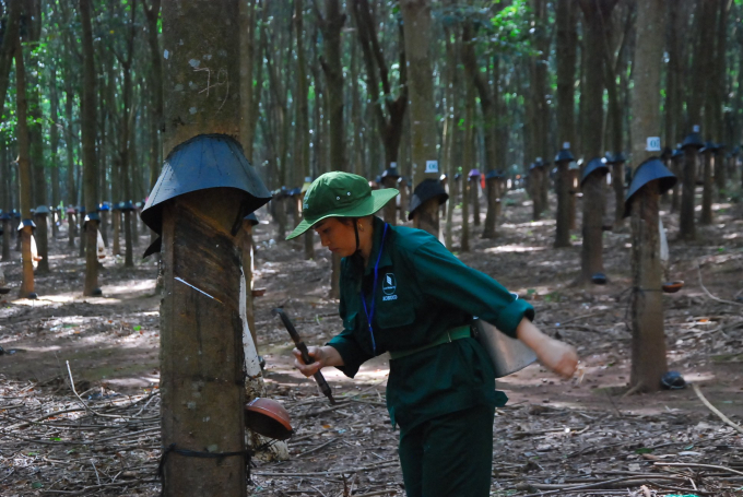 Vượt qua khó khăn, Cao su Kon Tum hoàn thành sản lượng trước 23 ngày 
